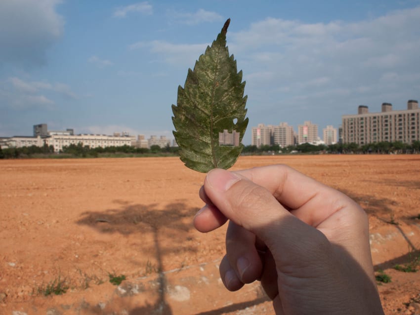 A hand holds a leaf pierced by dozens of small holes against a broad orange field, a line of vegetation and distant buildings.