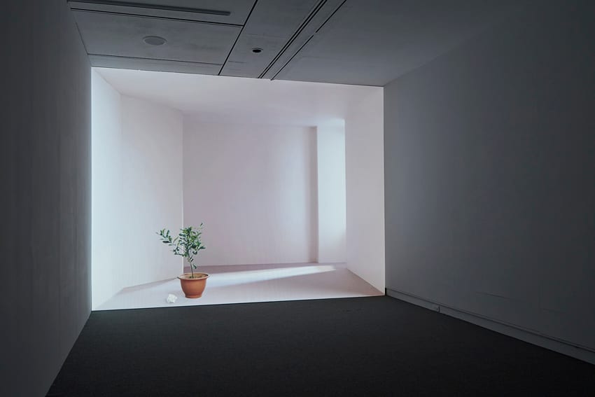 A potted tree stands inside a white projected room, before the boundary between light and space begins to move.