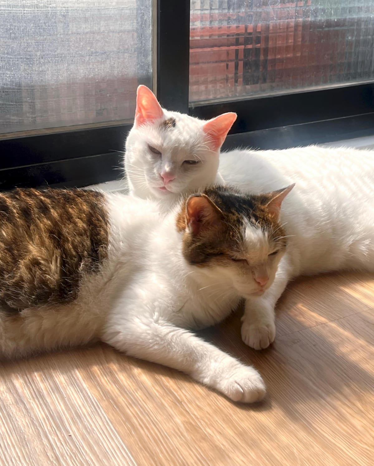 Two white-and-brown cats lie together on a wooden floor by a window. The cat in front has its eyes closed; the other squints, with sunlight glowing through its ears.